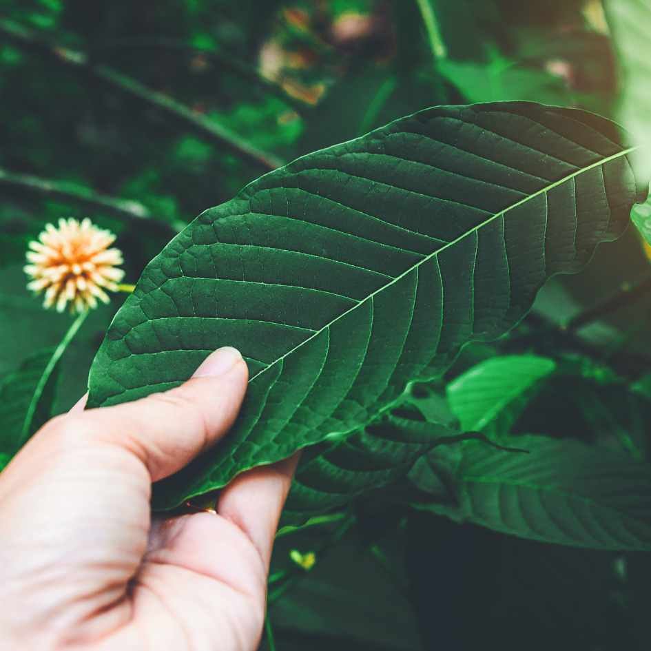 A farmers hand touching a green vein Maeng Da kratom leaf.