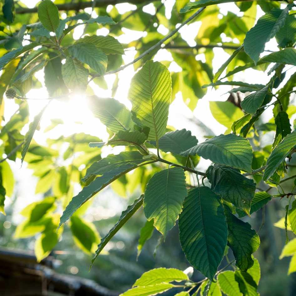 A white vein Maeng Da kratom tree on a farm in Borneo