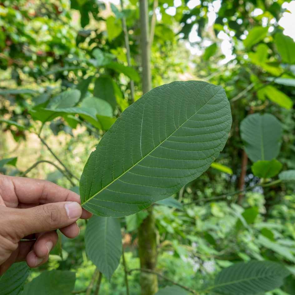 A farmer holding the leaf of a gold vein kratom leaf in Borneo